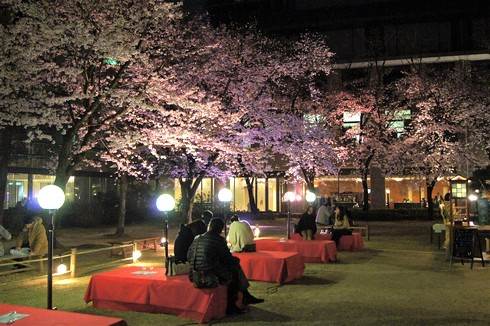 広島・縮景園で夜桜がスタート