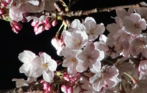 広島・縮景園の夜桜の風景