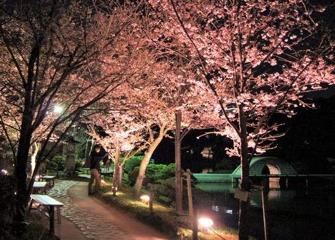 広島・縮景園の夜桜