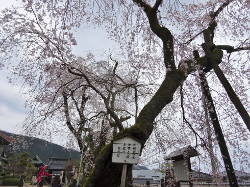 大石内蔵助が植えた枝垂桜、三次市 鳳源寺で美しく