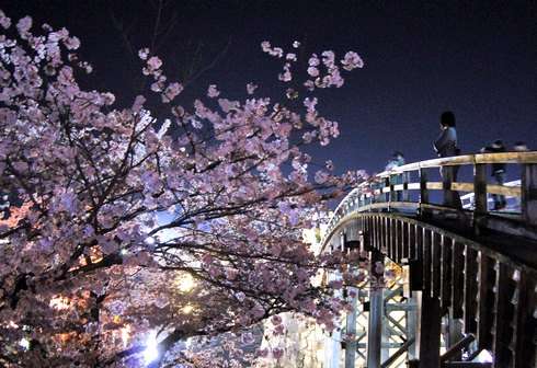 錦帯橋の夜桜、3000本の桜と風景が織りなす絶景