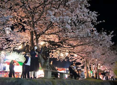 錦帯橋ライトアップで夜桜のお花見
