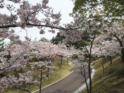広島市森林公園 桜並木2