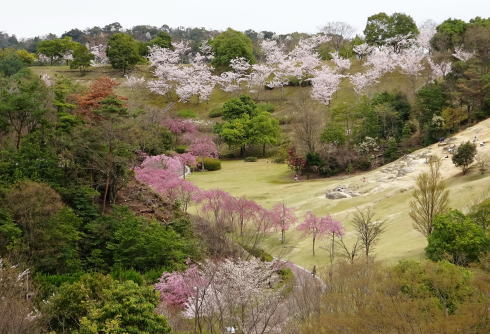 広島市森林公園 桜並木