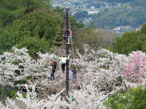 広島市森林公園の春、桜と山を白く染めるタムシバの風景