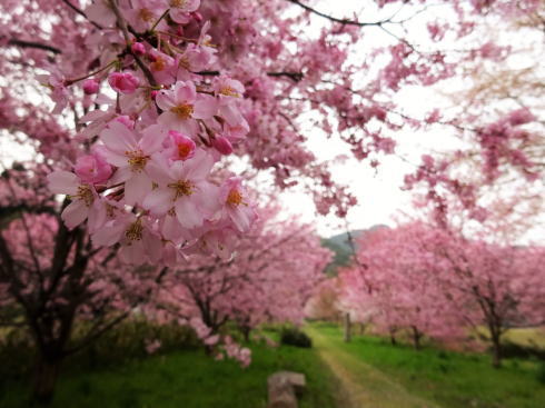 蘇羅比古神社 桜並木