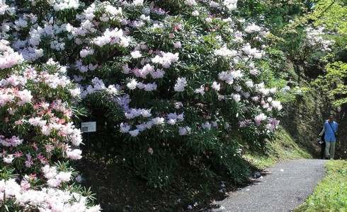 白いシャクナゲ、広島市 花みどり公園