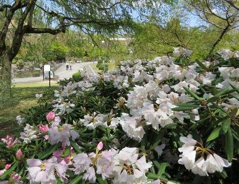 花みどり公園のシャクナゲが満開