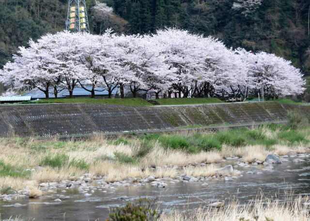 安芸太田町 附地の桜並木 全景