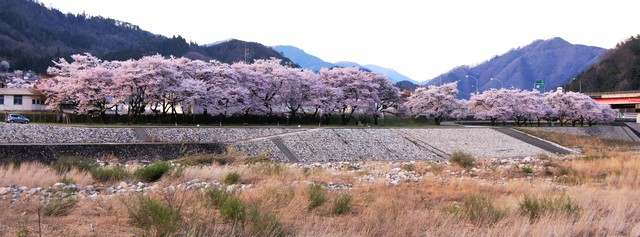 上殿さくら公園、安芸太田町の桜