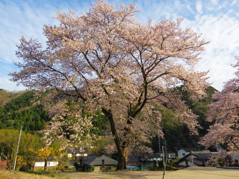 安野花の駅公園 桜の風景