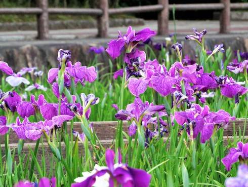 春日池公園の菖蒲園が見頃、福山市の美しい公園