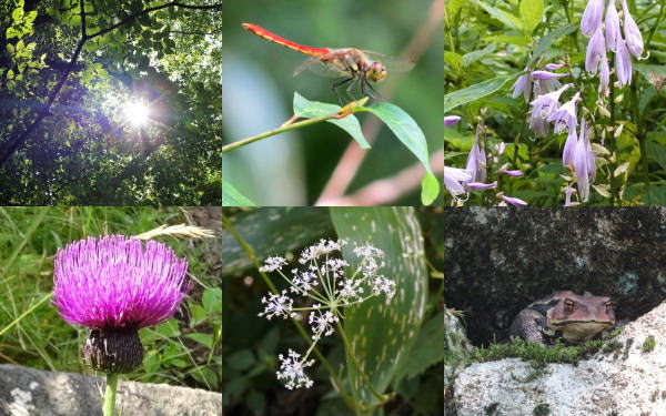 庄原 比婆山登山・トレッキングで見られた花や虫たち