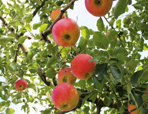 赤く実ったりんごの木がズラリ！庄原市高野のアップルロード