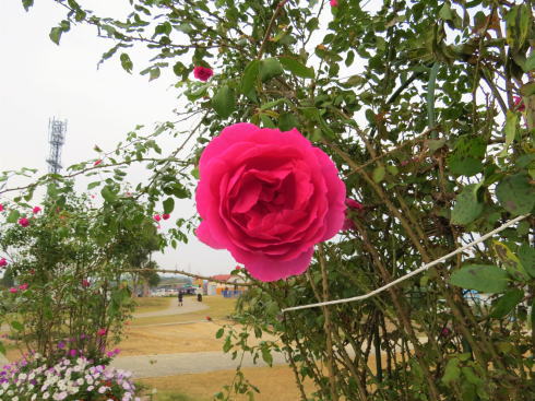 福山市 富谷ドームランドのバラ