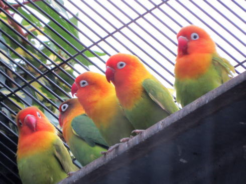 福山市立動物園 鳥たち