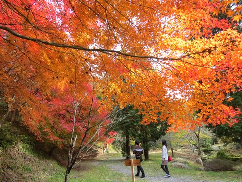 矢野温泉公園 四季の里 もみじ谷園の紅葉