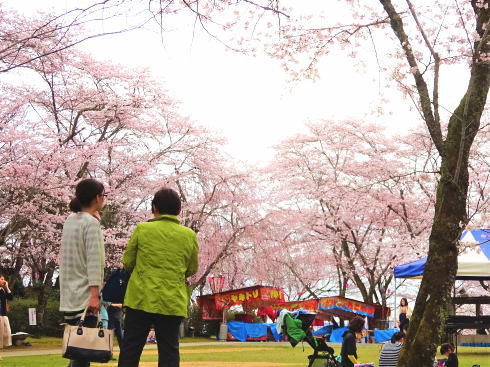 広島県三次市に1000本の桜、三次さくら祭ライトアップも