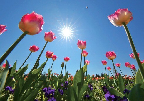 チューリップが満開で見頃 庄原で春の開花リレー 体験イベントも