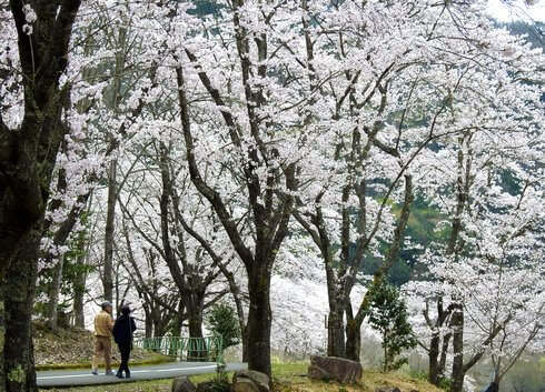土師ダム 満開の桜が圧巻！約6000本が咲き誇る 