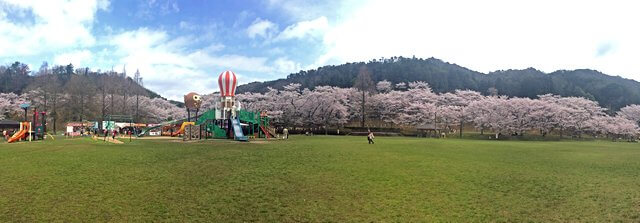 土師ダム 桜が満開で見頃へ