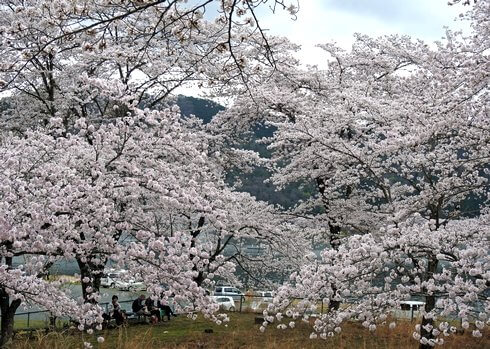 土師ダム 満開の桜に包まれる