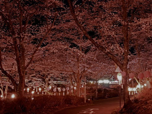 土師ダム 夜桜（提灯ライトアップ）の様子4