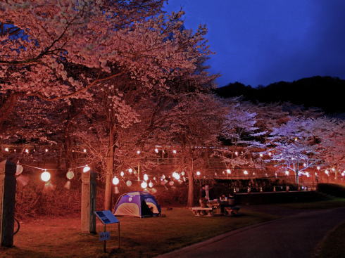 土師ダム 夜桜（提灯ライトアップ）の様子3