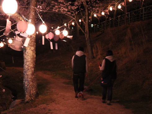 土師ダム 夜桜（提灯ライトアップ）の様子2