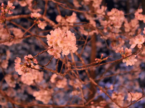 土師ダム 夜桜（提灯ライトアップ）の様子