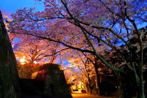 亀居公園の夜桜、亀井城跡