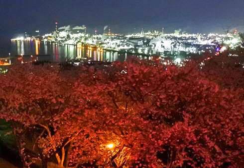 亀居公園の夜桜、大竹の工場夜景と瀬戸内海を望む