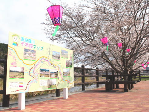 三次市 美波羅川千本桜の写真5