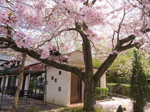 広島市安佐北区 白木 サコダノサクラ 桜と外観