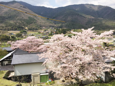 広島市安佐北区 白木 サコダノサクラ 上からの桜