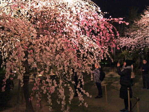 広島 桜 ランキング9位 縮景園　