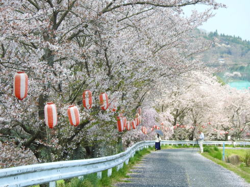 世羅 芦田川沿い 桜並木 画像3