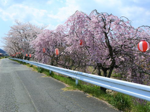 世羅 芦田川沿い 桜並木 画像4