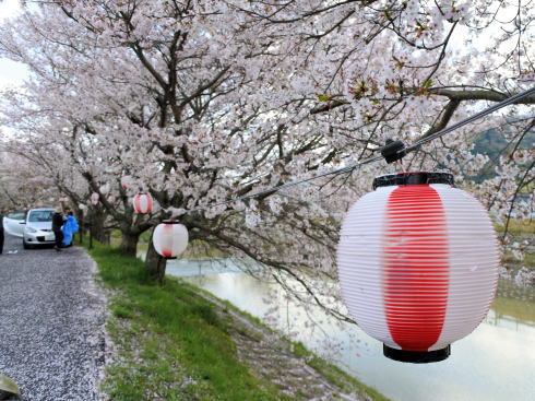 世羅 芦田川沿い 桜並木 画像8