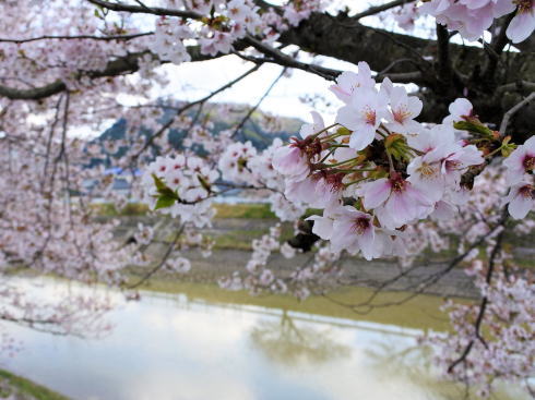 世羅 芦田川沿い 桜並木 画像2