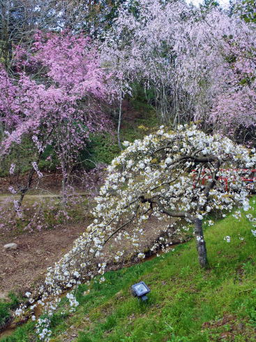 世羅 甲山ふれあいの里 いろんな桜が咲きます
