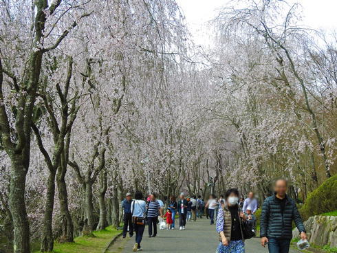 世羅 甲山ふれあいの里 枝垂桜が美しい