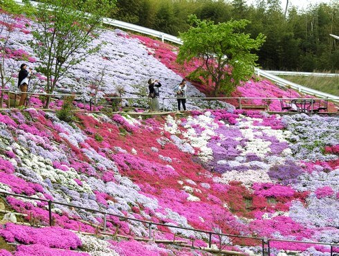 ふくろうの花畑で芝桜が見頃、福山・田島にピンクのじゅうたん