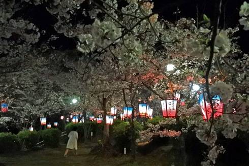正福寺山公園、ボンボリが並ぶ桜の道