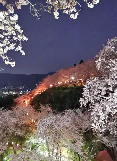 正福寺山公園の夜桜が美しい ボンボリの明かり優しく