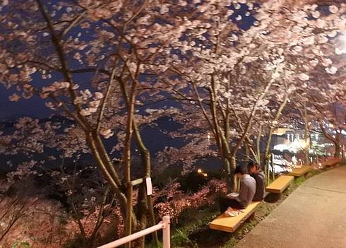 正福寺山公園、桜の道にあるベンチ