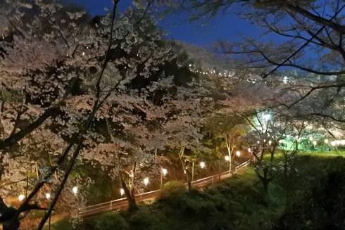 正福寺山公園、桜の道