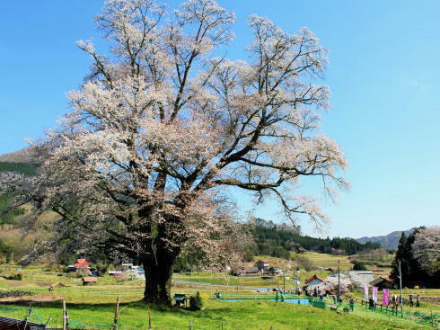 庄原・千鳥別尺のヤマザクラ、県内最大の巨樹と青空見上げて