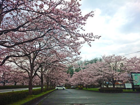 庄原市 上野公園の桜 画像2