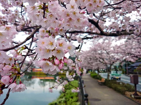 庄原市 上野公園の桜 画像3
